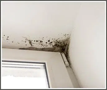 Hialeah Restoration Company Hialeah, FL 786-373-1030 - mold-remediation